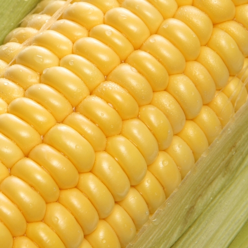 Frozen Sweet Corn