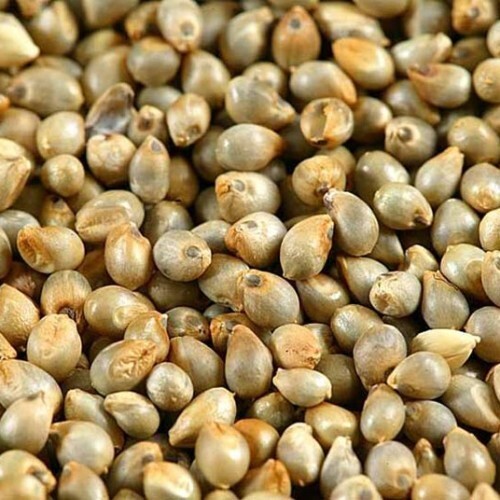 Millet Seeds