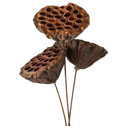 Lotus Dried Flowers