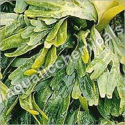 Seaweed Extract