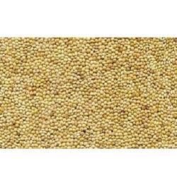 Fodder Sorghum Seeds