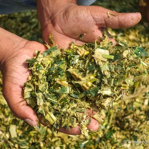 Cow Feed Corn Silage