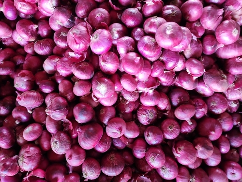 FRESH RED ONION