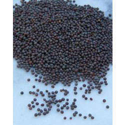 Mustard Seeds Black
