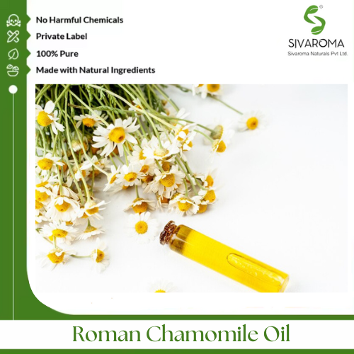 Roman Chamomile Oil