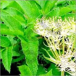 Angelica Root Oil