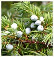 Pure Juniperberry Oil