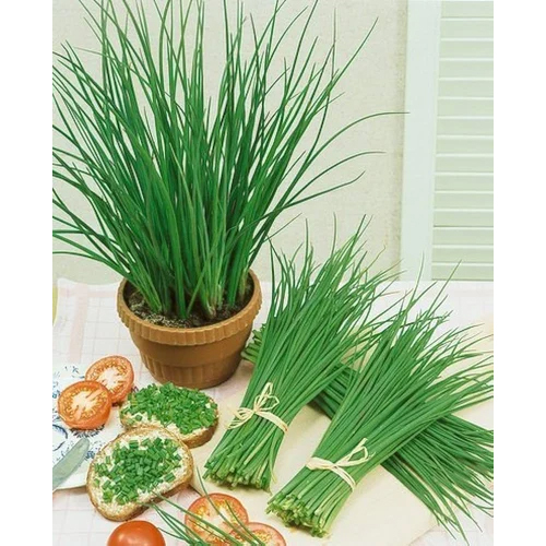 Fresh Chives Leaves