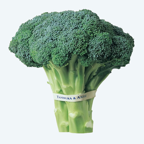 Rich Natural Taste Chemical Free Healthy To Eat Organic Green Fresh Broccoli
