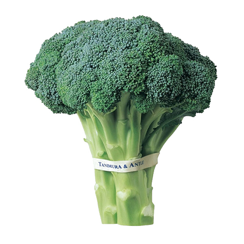 Fresh Broccoli