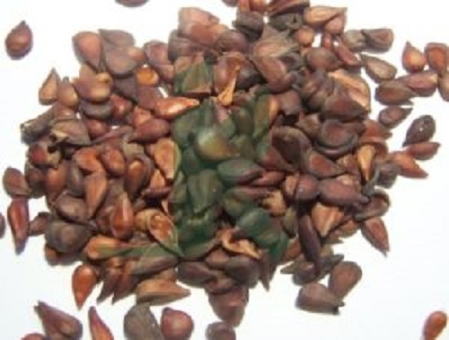 Herbal Grade Quince Seeds
