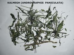 King Of Bitters Plant