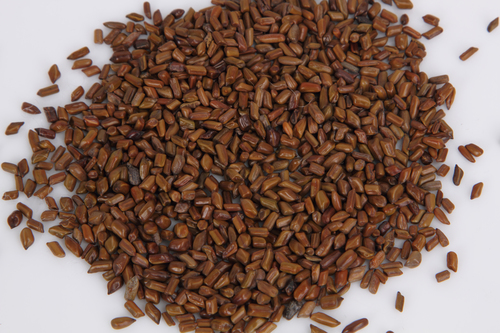 Foetid Cassia (Cassia Tora)