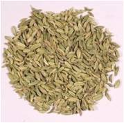Foeniculum Vulgare (Indian Sweet Fennel)