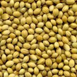 Coriander Seed