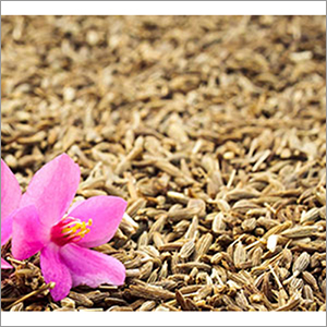 Cumin Seeds