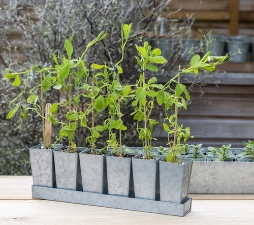 galvanised pots with trey