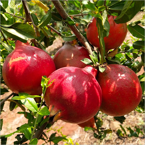 Fresh Pomegranate
