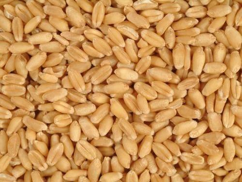 A Grade Indian Wheat Grain