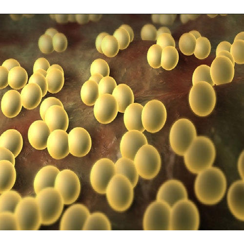 Lactobacillus Lactis Probiotic