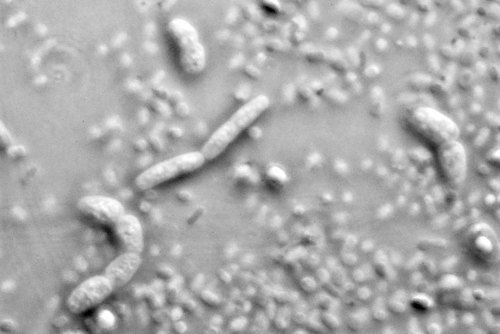 Bacillus Mesentericus Probiotics