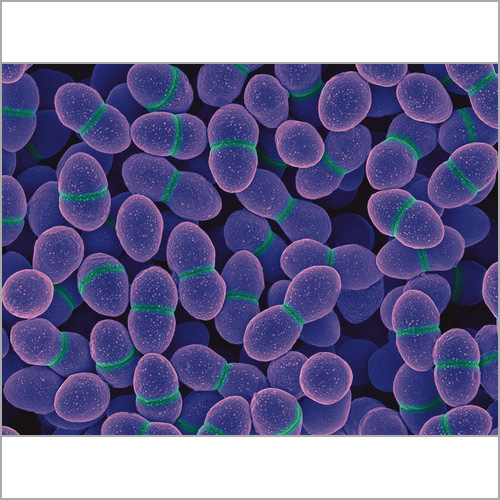 Enterococcus Faecium Probiotics - Storage Instructions: Keep At Cool And Dry Place