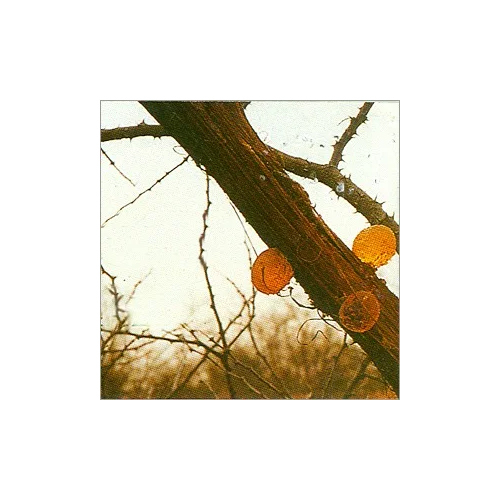 Gum Arabic - Food Grade, Powder Form 200g Pack | 99.9% Purity, Excellent Viscosity, Easy Solubility