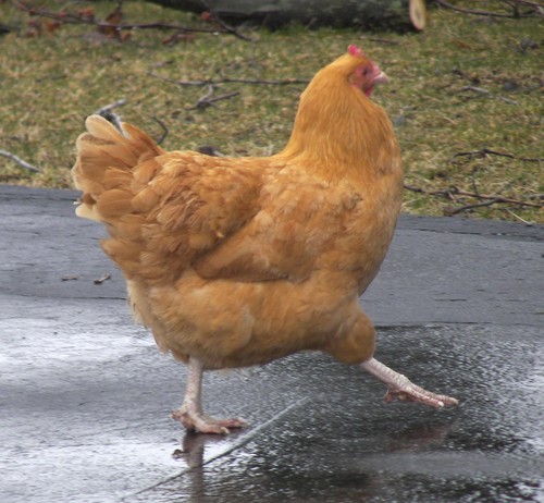 ANUPAM Organic Poultry Feed - Coarse Mash with 3000 Kcal/kg Energy, 23% Protein | Ideal for Heavy Br