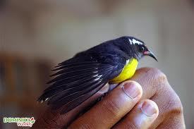 Small Bird Feed Application: Fodders