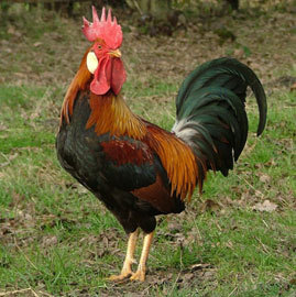 Layer Poultry Grower Feed Application: Fodders