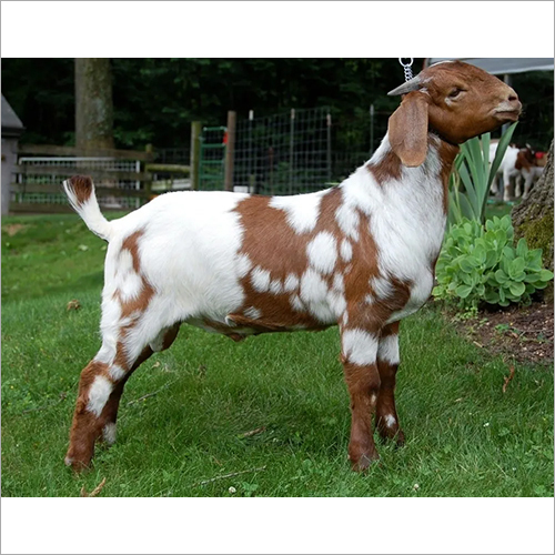 Goat Finisher Feed - 15% Crude Protein, 5% Crude Fat, Moisture 12%, 100% Vegetarian Ingredients, Ess