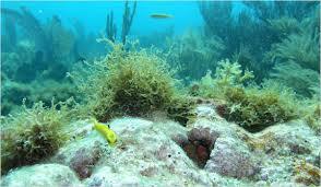 Algae Calcium Lithothamnium Calcareum Application: Medicine