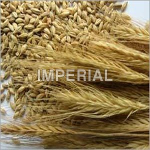 Malt Extracts - Color: Golden Brown