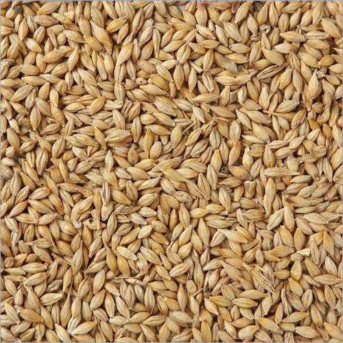 Malted Barley - Color: Pale Yellowish