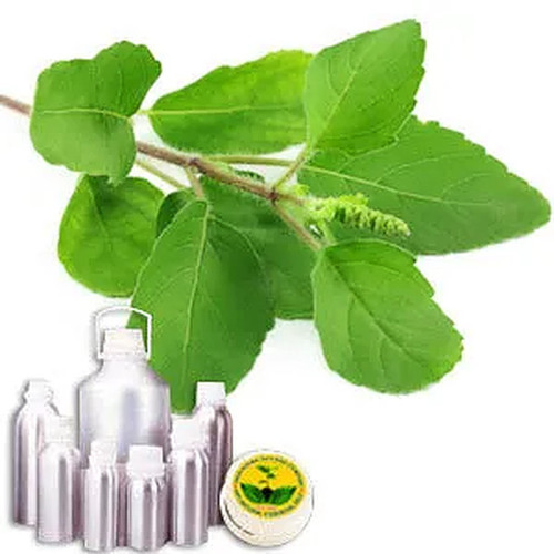 Basil Essential Oil - Steam Distilled, Golden Yellow with Green Tones | CAS #8015-73-4, Ayurvedic Me